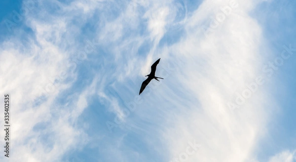 Fototapeta Soaring frigate bird