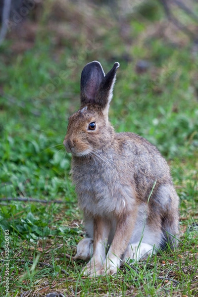 Fototapeta Wild Bunny Rabbit at Yellowstone