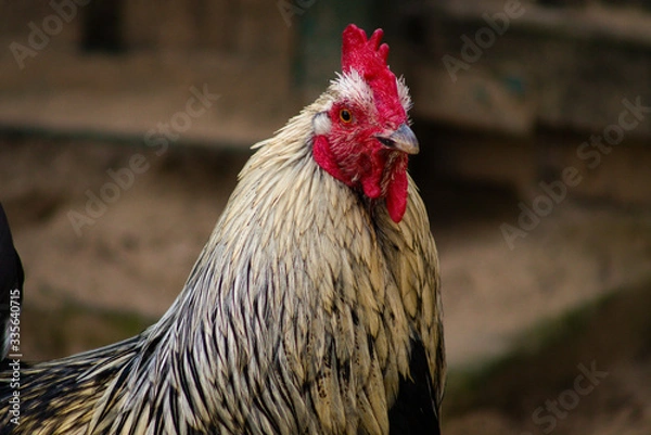 Fototapeta rooster in the farm