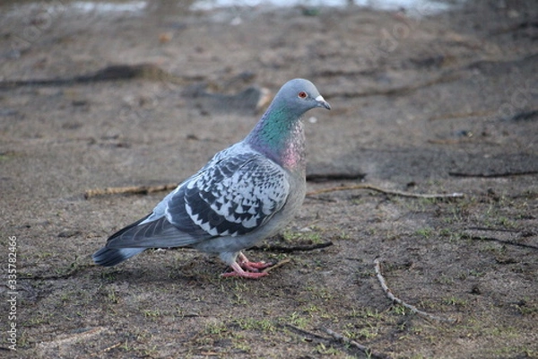 Fototapeta single pigeon on the ground in close-up