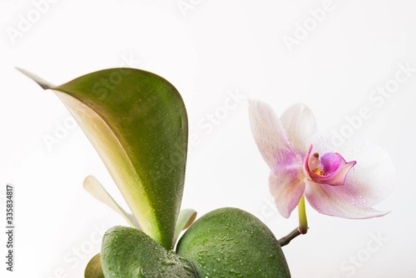 Obraz Orchid flower and petals isolated on white. White and purple Phalaenopsis or Moth Orchid. Floral background with text space.