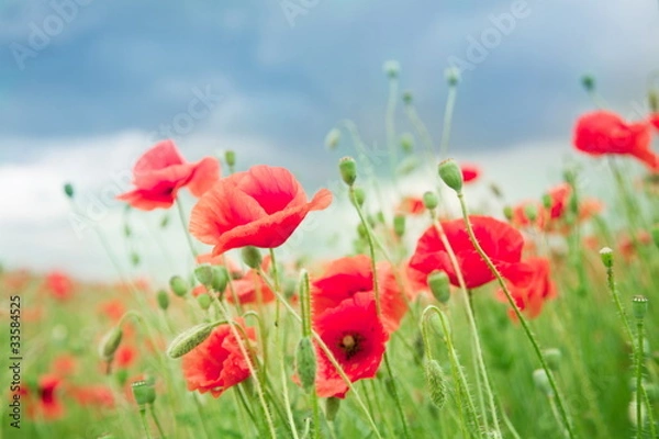 Fototapeta Field of wild poppy flowers.