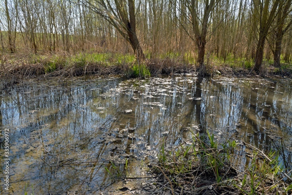 Fototapeta auwäldchen im frühling