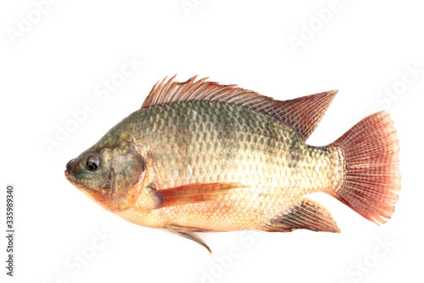 Fototapeta Nilapia fish isolated on white background