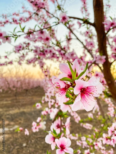 Fototapeta Pink plum flower blossoms at sunset on Blossom Trail in Central Valley, California, with copy space