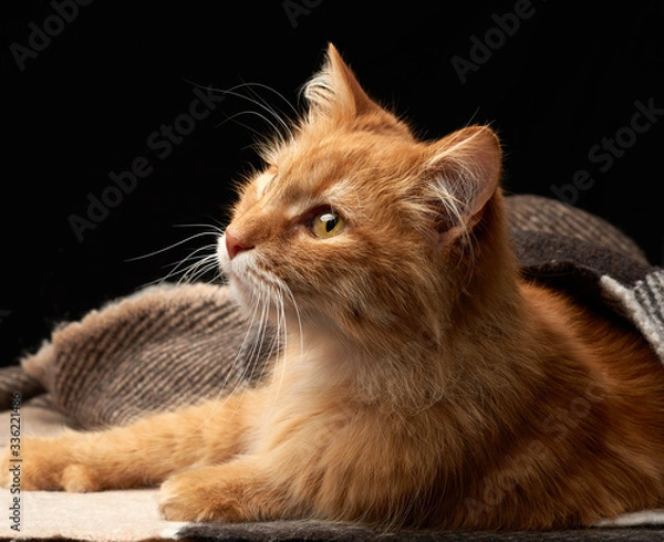 Fototapeta adult red cat lies on a woolen blanket, dark background