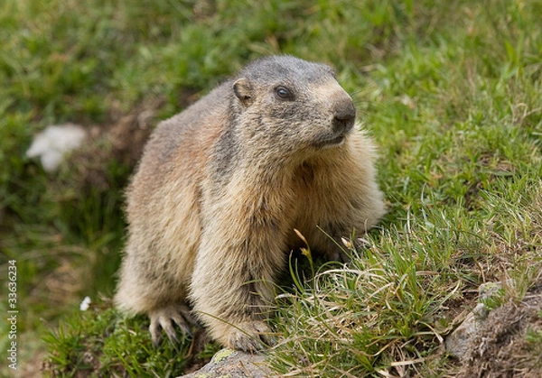 Fototapeta Marmotta