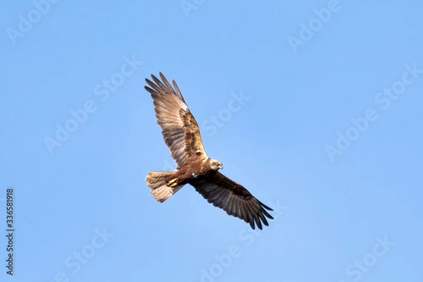 Fototapeta Birds of prey - Marsh Harrier (Circus aeruginosus), landing on the blue sky. Czech Republic, Europe Wildlife