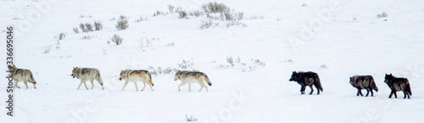 Fototapeta Gray Wolf wapitti pack taken in yellowstone NP