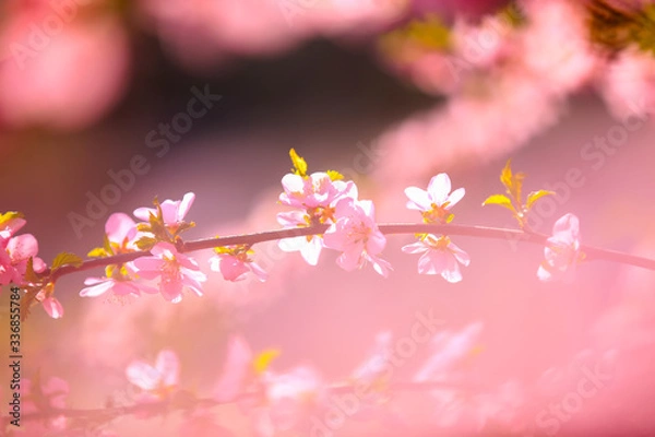 Fototapeta the plum trees bloom, Peach blossoms in bloom