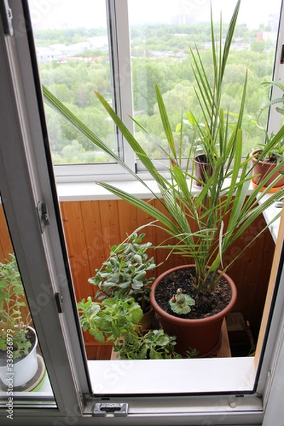 Fototapeta Pots with indoor plants on a glazed loggia in a city apartment