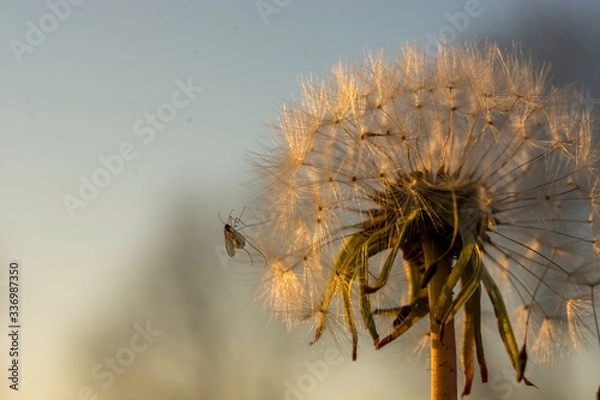 Fototapeta Insekten