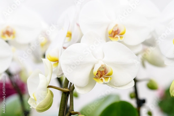 Fototapeta Close up of many delicate white Phalaenopsis orchid flowers in full bloom in a garden pot by the window in a sunny summer day
