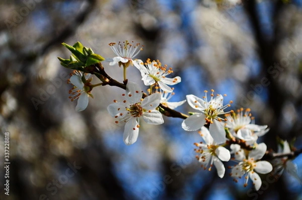 Fototapeta blooming cherry plum on a branch