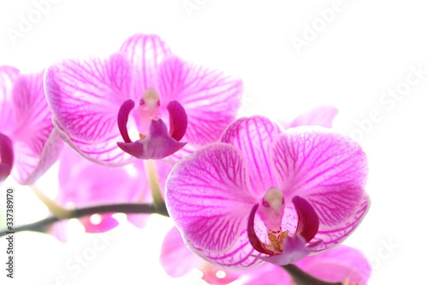 Fototapeta Orchid