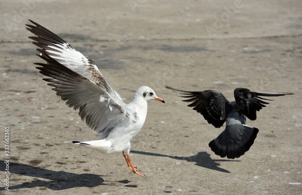 Fototapeta Seagulls flying over the sea. Pier on background