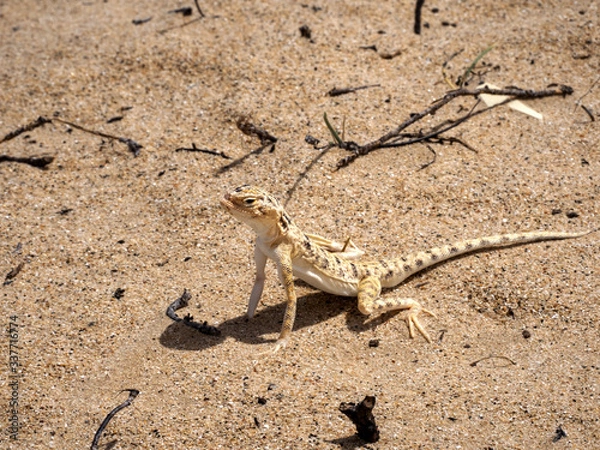 Fototapeta Small newly described agama, Phrynocephalus sakoi, in the Oman desert