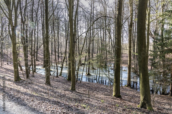 Fototapeta Wildlife Sanctuary Hahnheide - Trees in the water