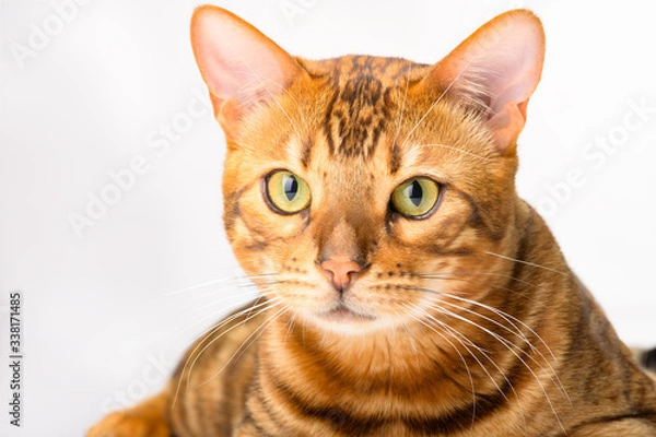 Fototapeta Portrait of a Golden Bengal cat isolated white background, front view