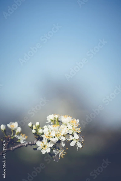 Fototapeta Plum tree branch with white flowers in spring with blue background