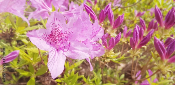 Fototapeta Korean spring flower azalea