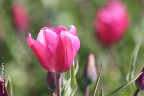 Fototapeta Purple tulips on clay flower bulb fields on the Dutch island of Goeree-Overflakkee illuminated by the sunlight