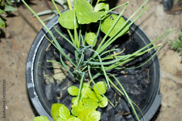 Fototapeta green plant in a pot