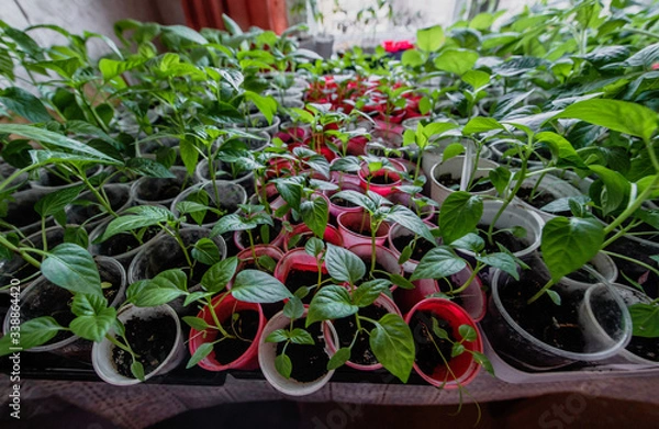 Obraz seedlings in a greenhouse