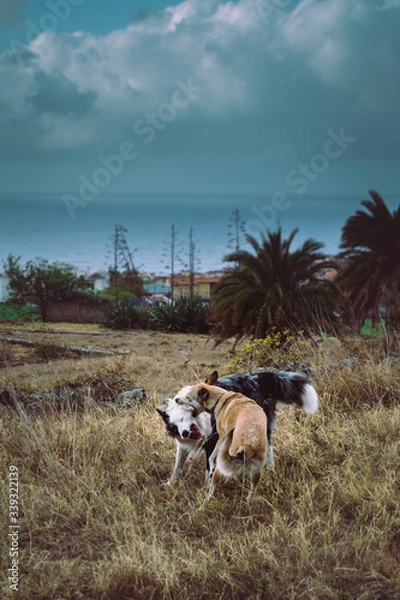 Fototapeta dogs playing outdoors on cloudy day