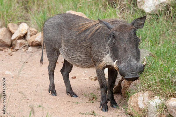 Fototapeta  A closeup of a common warthog (Phacochoerus africanus) female on a foot path during the rainy season in the South African bushveld.