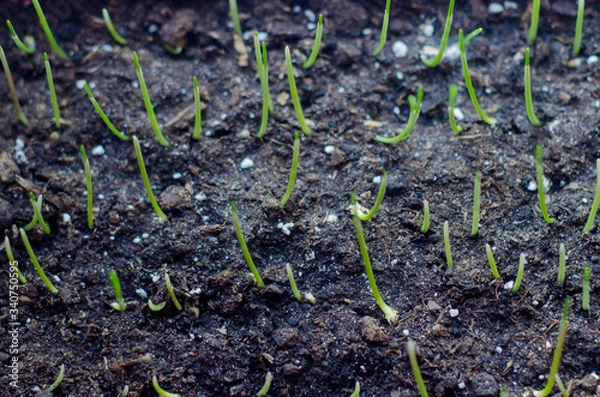 Obraz Small germ of wheat. seed of green wheat grass grow up. Small germ of wheat. Ecology, seed. Spring begins with wheat fields. new life. organic food