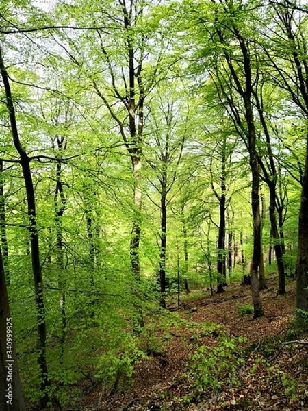 Fototapeta Morgens im Wald