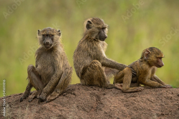 Obraz Three olive baboons sit on earth bank