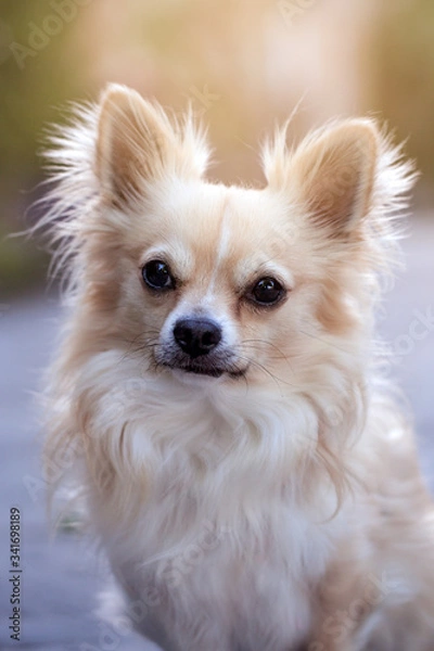 Fototapeta Long haired Chihuahua Urban 