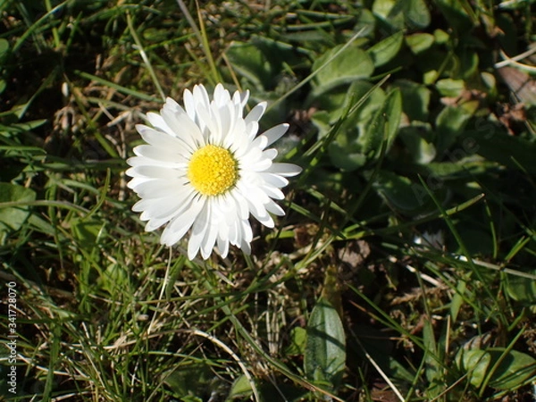 Fototapeta Gaensebluemchen recken sich auf einer Wiese im Fruehling in der Sonne gen Himmel