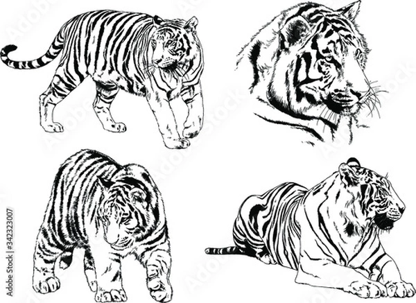 Fototapeta set of vector drawings on the theme of predators tigers are drawn by hand with ink tattoo logos