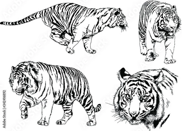 Fototapeta set of vector drawings on the theme of predators tigers are drawn by hand with ink tattoo logos