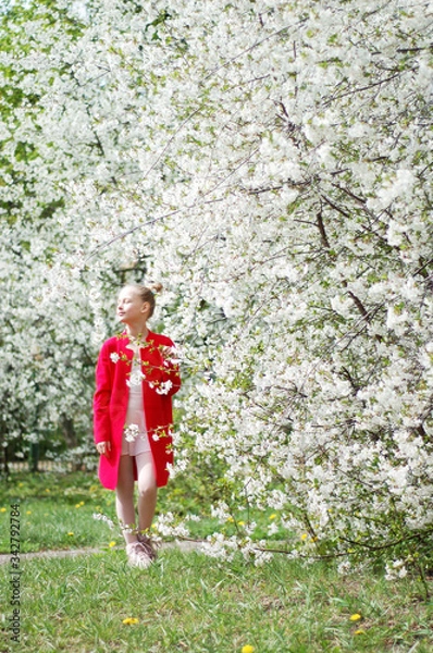 Fototapeta Girl in a blooming garden. Blooming cherry. Sakura.