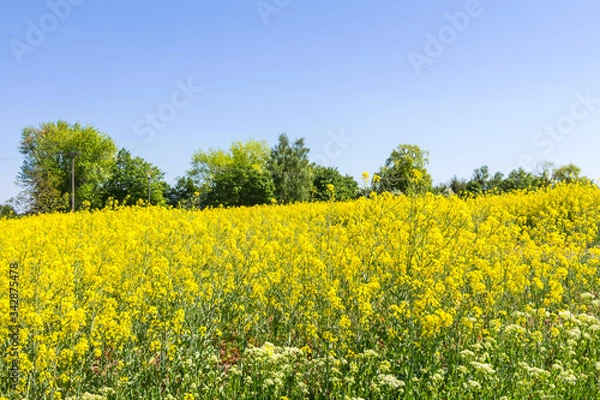 Fototapeta Blühendes Rapsfeld