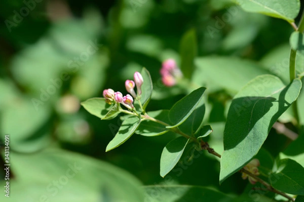 Fototapeta Black-fruited honeysuckle