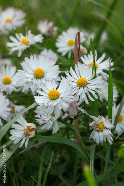 Fototapeta Flower of perennial daisy in the grass