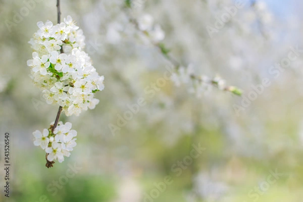 Fototapeta Branch of a blossoming tree on a garden background.