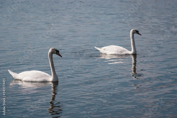 Fototapeta two white swans in a pond, Swan lake