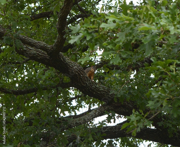 Fototapeta Squirrel sitting in a tree