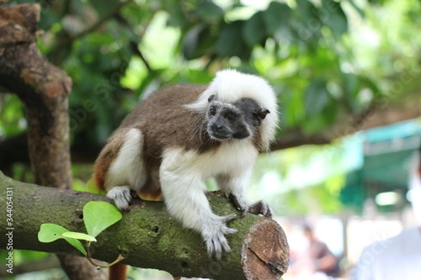 Fototapeta Zoo Singapore