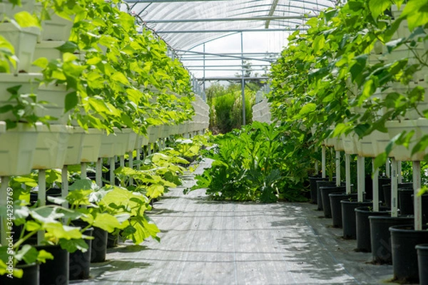 Fototapeta Large Scale Commercial Hydroponic Farming