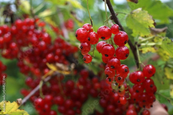 Fototapeta Growing red currant