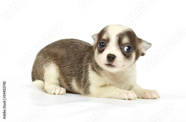 Fototapeta small chihuahua puppy