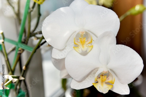 Fototapeta closer look at the head of white orchid