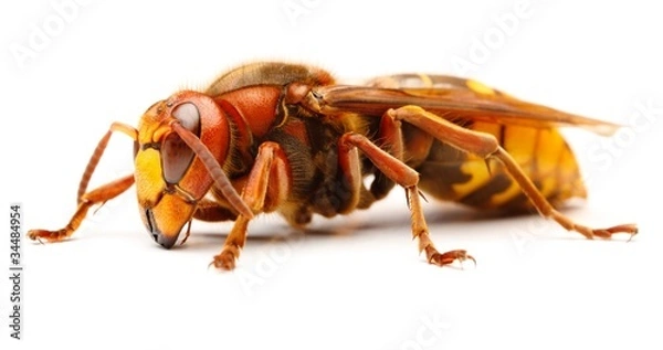 Fototapeta European hornet, Vespa crabro